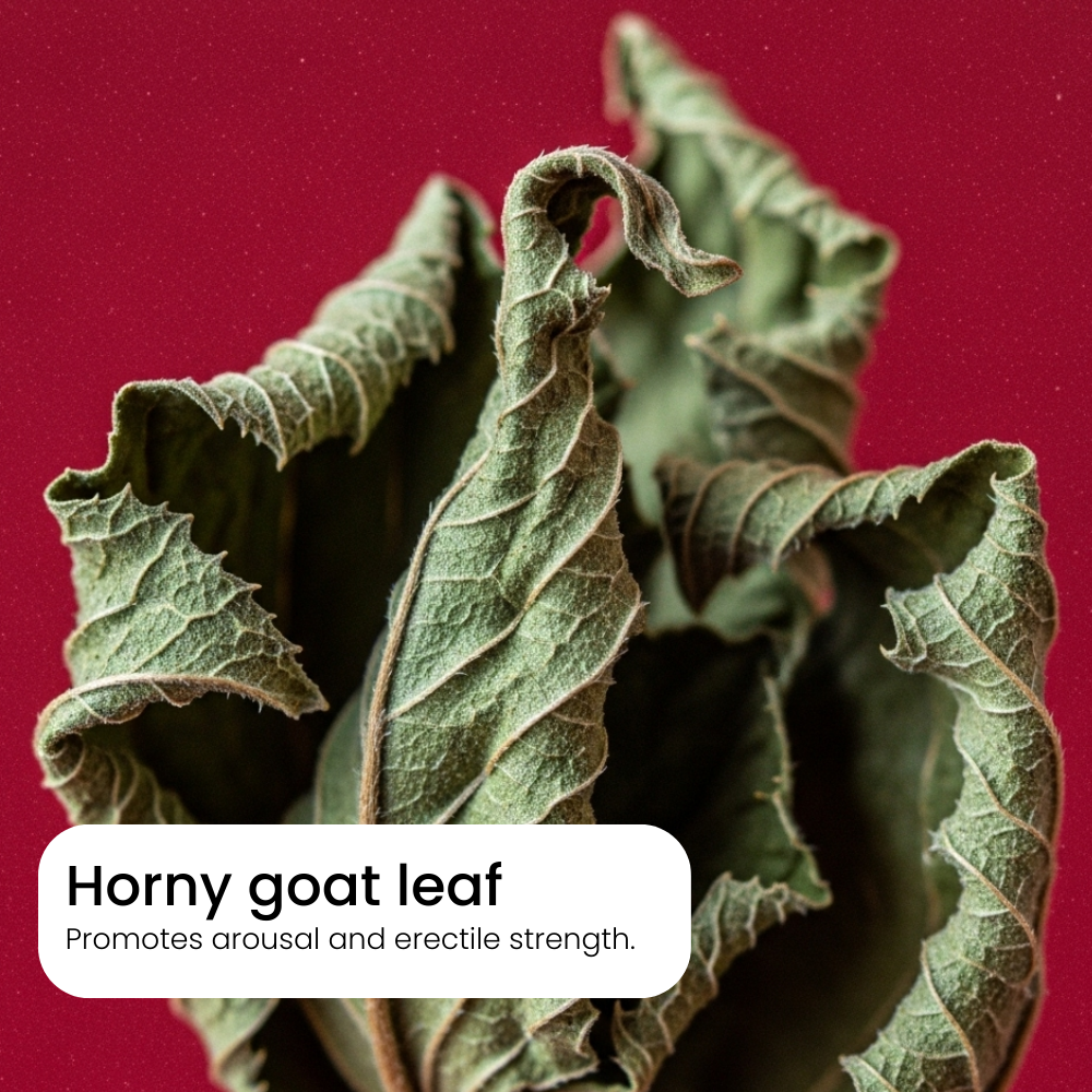 Close-up of dried Horny goat leaf with text on a red background for men's libido